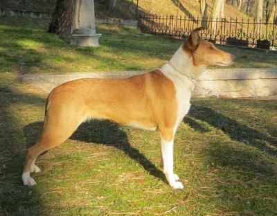 Vrh V - V litter